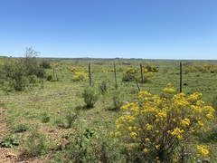 Senecio brasiliensis