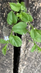 Hackelia latifolia