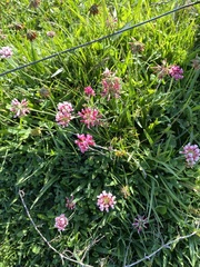Trifolium polymorphum