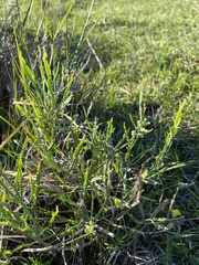 Baccharis articulata
