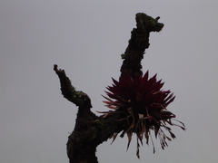 Tillandsia complanata
