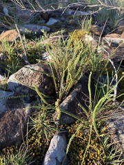 Cheilanthes micropteris