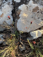 Porophyllum linifolium