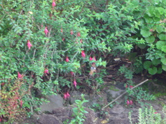 Aglaeactis cupripennis