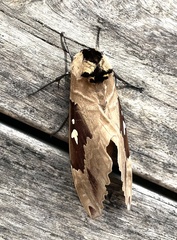 Lophostethus dumolinii