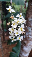 Dendrobium ovatum