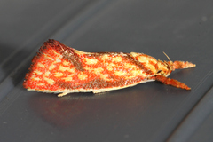 Crepidosceles chryserythra