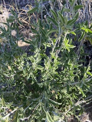 Anthyllis cytisoides