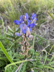 Lupinus gibertianus