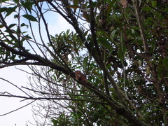 Aglaeactis cupripennis