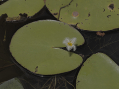 Nymphoides indica