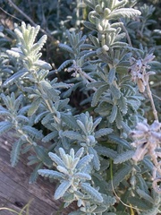 Teucrium dunense