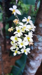 Dendrobium ovatum