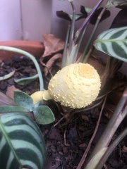 Leucocoprinus birnbaumii