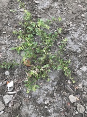 Rorippa cantoniensis