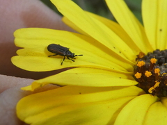 Microrhopala rubrolineata