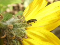 Microrhopala rubrolineata