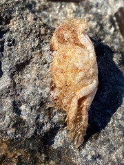 Pilumnus