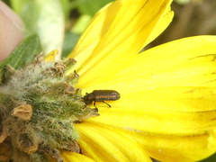 Microrhopala rubrolineata