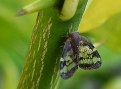 Scolypopa