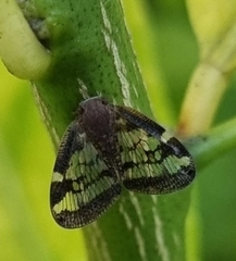 Scolypopa