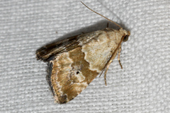 Maliattha amorpha