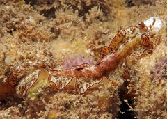 Pseudobiceros damawan