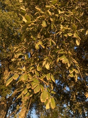 Quercus suber