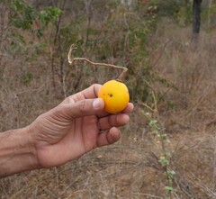 Ibervillea sonorae