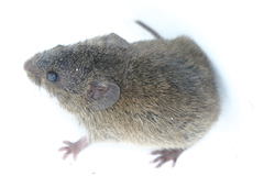 Microtus californicus
