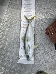 Seriola lalandi