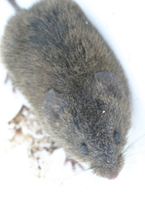 Microtus californicus