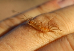 Scutigera linceci