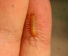 Scutigera linceci