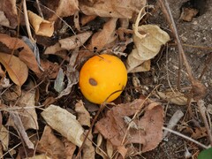Ibervillea sonorae