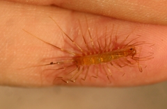 Scutigera linceci