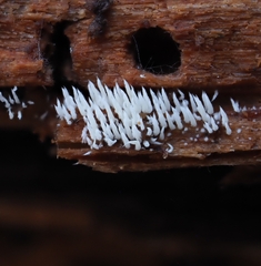 Mucronella fusiformis