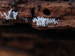 Mucronella fusiformis