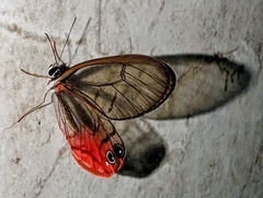 Cithaerias pireta