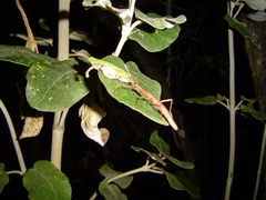 Libethra