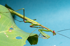 Pseudomantis
