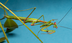 Pseudomantis