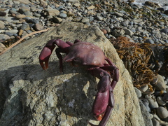 Taliepus nuttallii