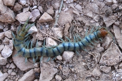 Scolopendra polymorpha