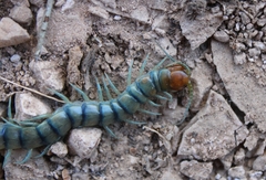 Scolopendra polymorpha