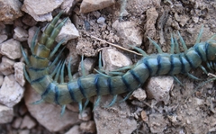 Scolopendra polymorpha