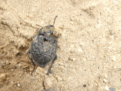 Microschatia inaequalis