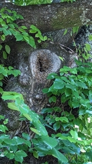 Apis mellifera