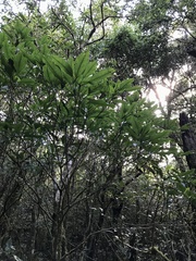 Dendropanax dentiger