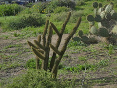 Bergerocactus emoryi